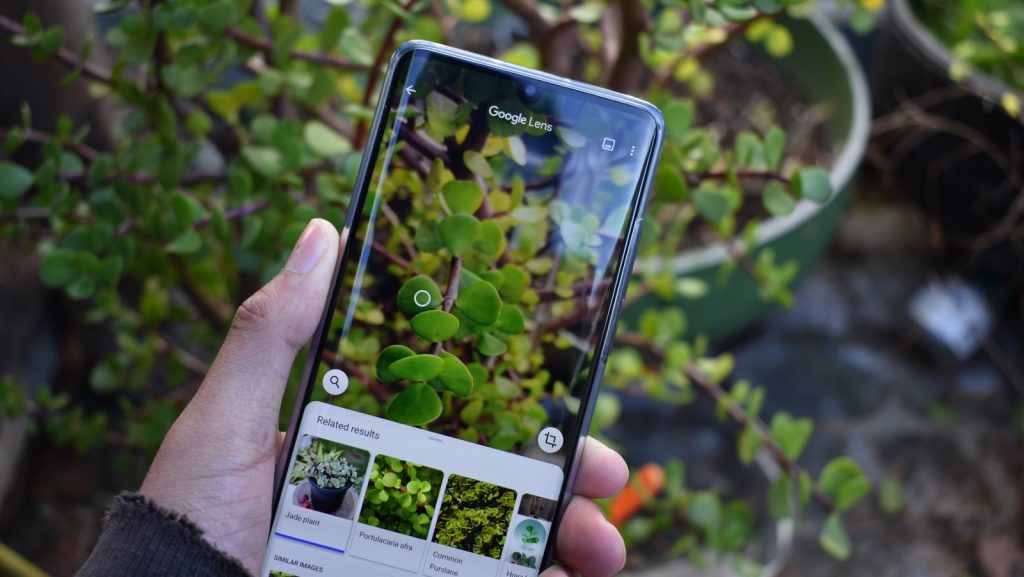 What flower is this' now available with Google Lens | MagicMum.com