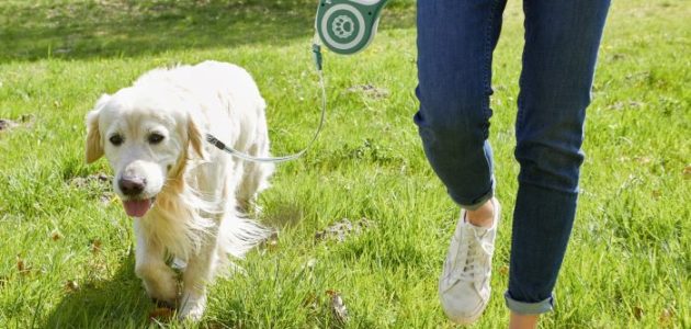 Lidl hotsell dog coats