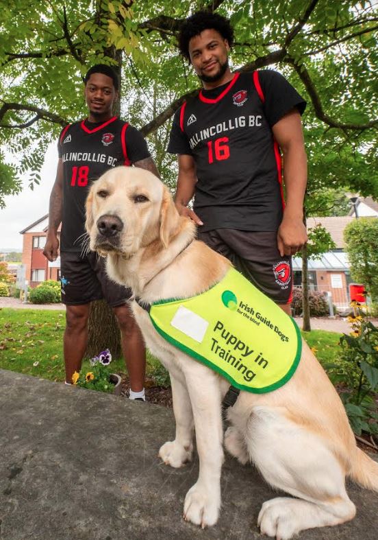 Irish guide dogs for shop the blind