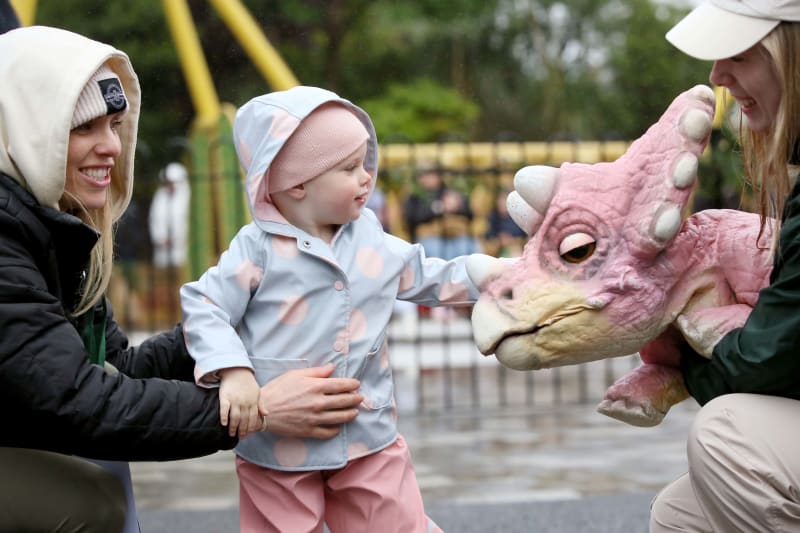 Toddler in polka-dot raincoat touches a pink triceratops dinosaur prop at Emerald Park Lost Valley Land of Dinosaurs.