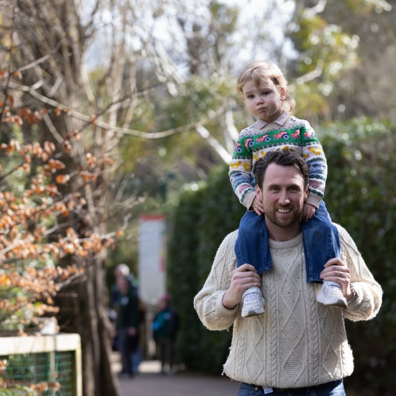 Man in cream cable-knit sweater carrying a young toddler on his shoulders along a tree-lined park path.