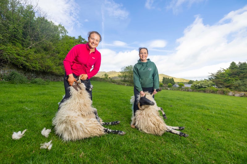 Two women shearing horned sheep with long fleeces on a green hillside farm field with mountains behind.