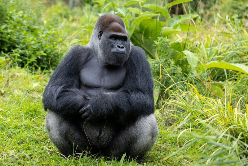 Adult male silverback gorilla sitting upright on grass with arms crossed, surrounded by green tropical vegetation.