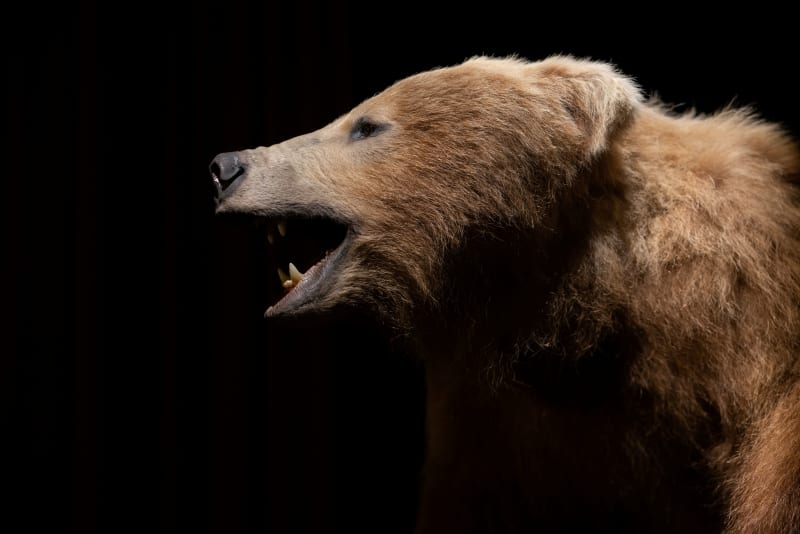 Brown bear taxidermy mount with mouth open in a roar, displayed at Turlough Park, photographed by Karen Cox.