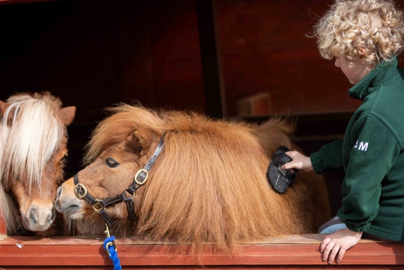 Child with curly blonde hair grooming a fluffy chestnut Shetland pony over a red stable door.