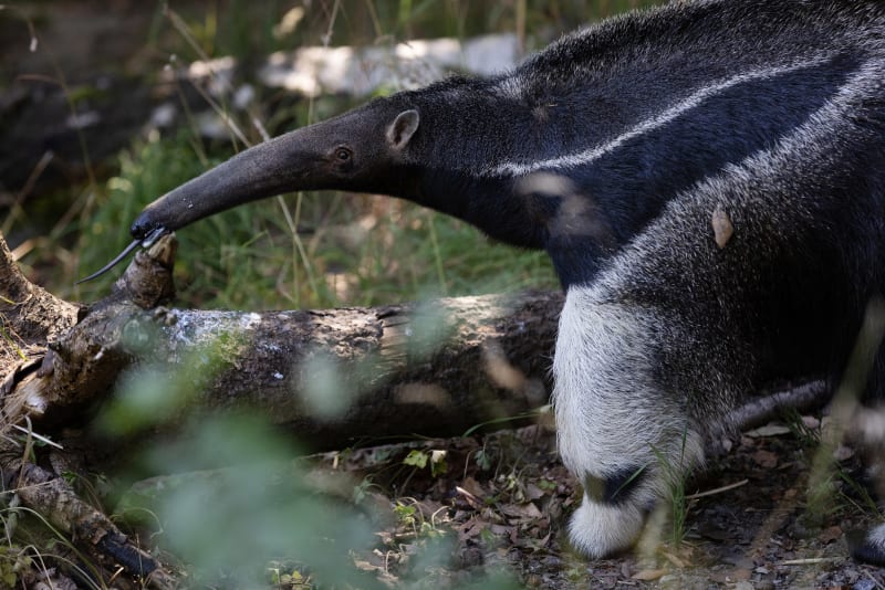 Giant anteater with long snout and tongue extended, standing near a fallen log at Dublin Zoo.