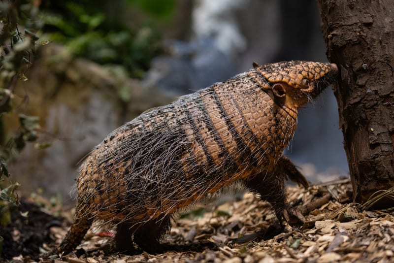 Armadillo with banded orange-brown shell and coarse hairs standing beside a tree trunk on wood chip ground.