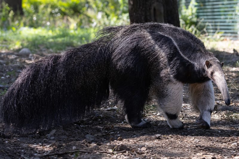 Giant anteater with long snout and shaggy dark fur walking on a dirt path at Dublin Zoo.